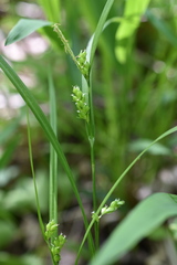 Carex grisea
