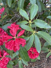 Rhododendron