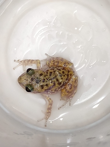 Big-eared Chirping Frog