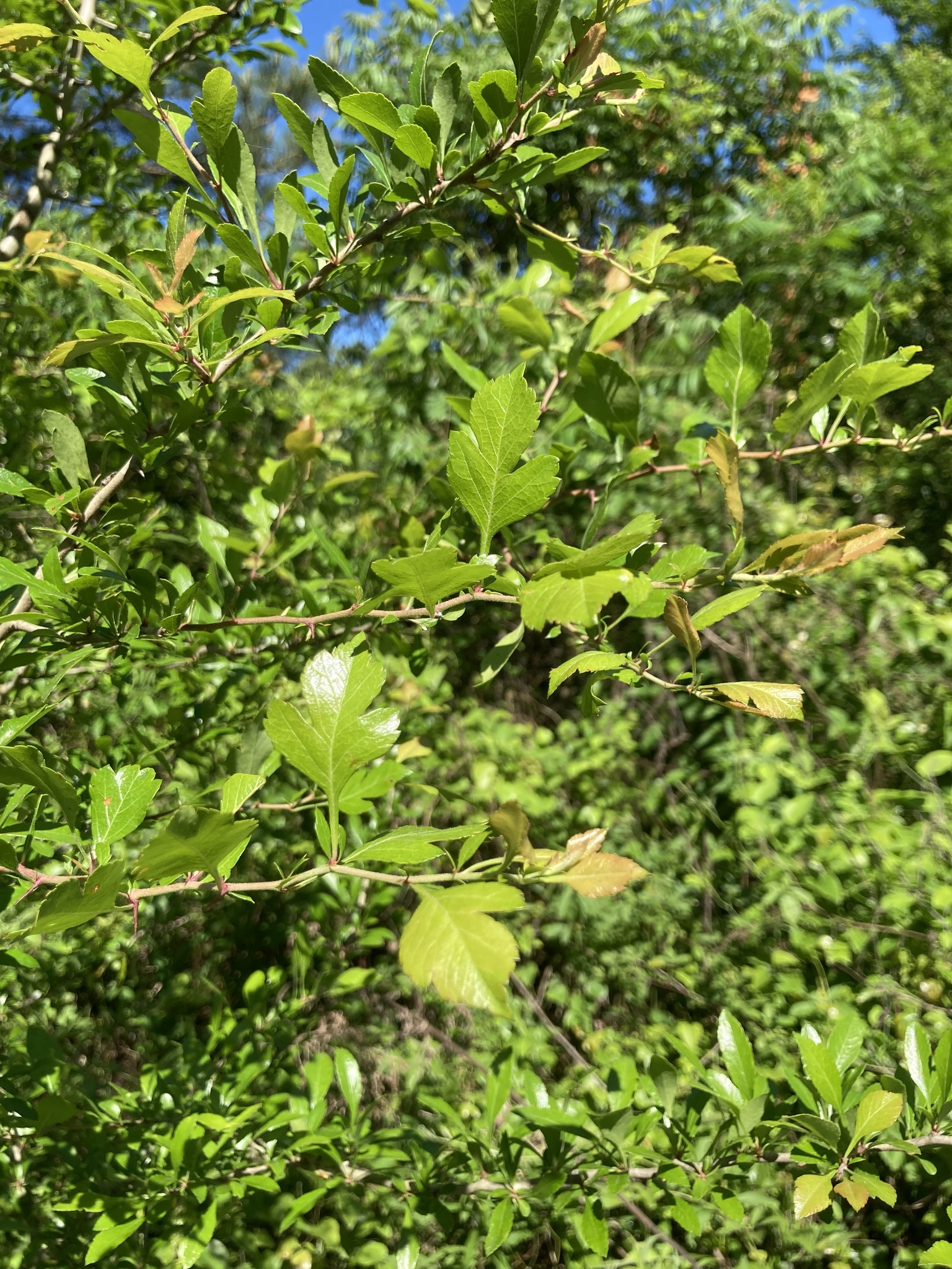Crataegus brachyacantha