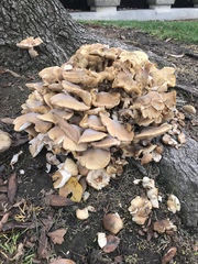 Armillaria mellea