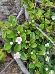 Cotoneaster × suecicus