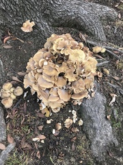 Armillaria mellea