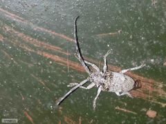 Crossotus stypticus aethiops