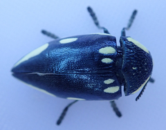 Sternocera orissa orissa
