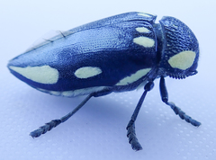 Sternocera orissa orissa