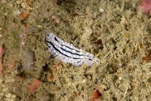 Phyllidia alyta