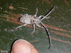Crossotus stypticus aethiops