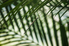 Orthonecroscia