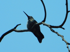 Cynanthus latirostris