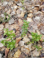 Vaccinium vitis-idaea