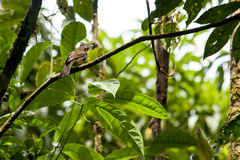 Pycnonotus leucogrammicus