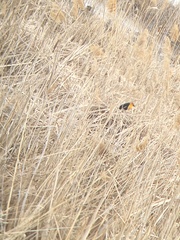 Xanthocephalus xanthocephalus