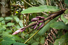 Musa gracilis