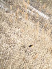 Xanthocephalus xanthocephalus