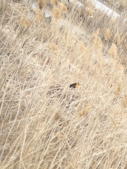 Xanthocephalus xanthocephalus