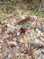 Rhododendron tomentosum