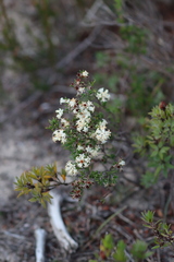 Cryptandra hispidula
