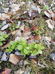 Vaccinium vitis-idaea