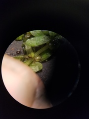 Callitriche peploides