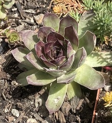 Sempervivum tectorum