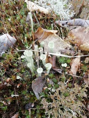 Cladonia