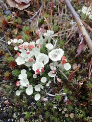 Cladonia