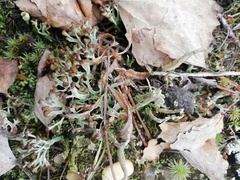 Cladonia