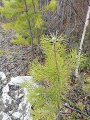 Pinus sylvestris