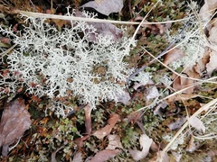 Cladonia
