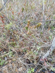 Rhododendron tomentosum