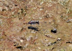Cicindela sommeri