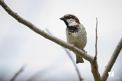 Passer domesticus