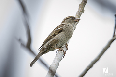Passer domesticus
