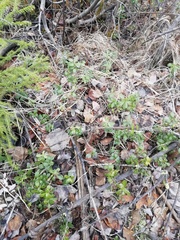 Vaccinium vitis-idaea