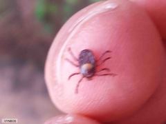 Rhipicephalus maculatus