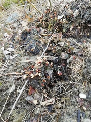 Peltigera