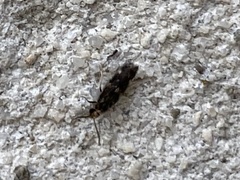 Agraylea multipunctata