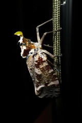 Phrictus xanthopterus