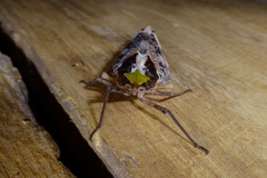 Phrictus xanthopterus