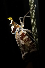 Phrictus xanthopterus