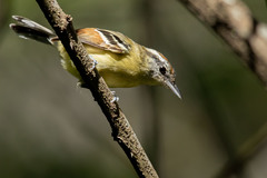 Rufous-Winged Antwren photo 3
