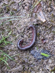 Narceus americanus