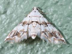 Oxyelophila callista