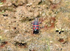 Cicindela sommeri