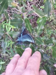 Papilio nireus lyaeus