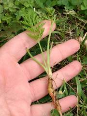 Daucus carota sativus
