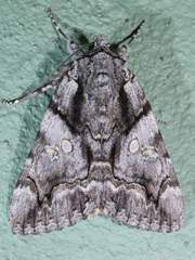 Catocala verrilliana