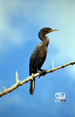 Nannopterum brasilianum