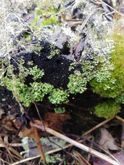 Cladonia
